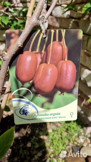 Лианы и вьющиеся