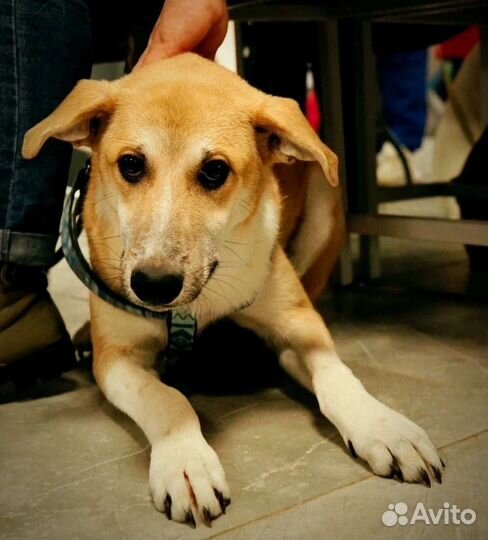 Собака в добрые руки