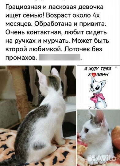Собаки и кошли в добрые руки