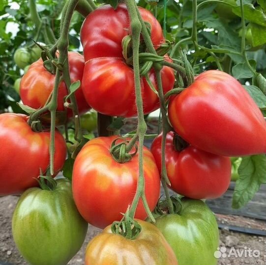 Семена томат Бычье Сердце