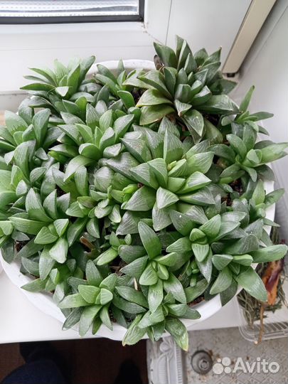 Haworthia retusa