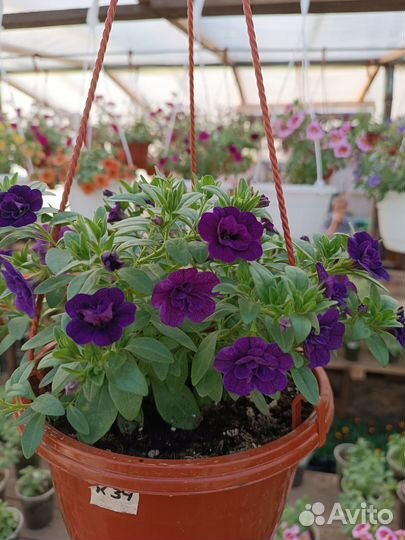 Предлагаю рассаду вегетативной ампельной петунии