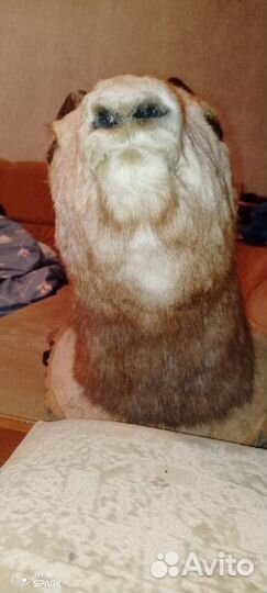 Чучело головы горной козы