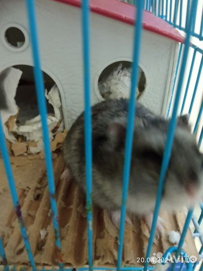 Отдам бесплатно