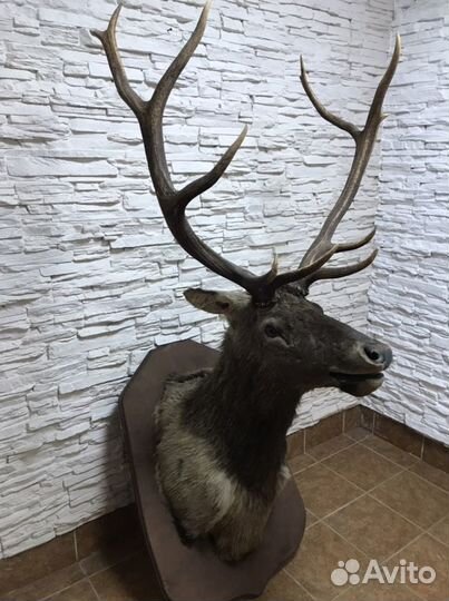 Чучело головы оленя