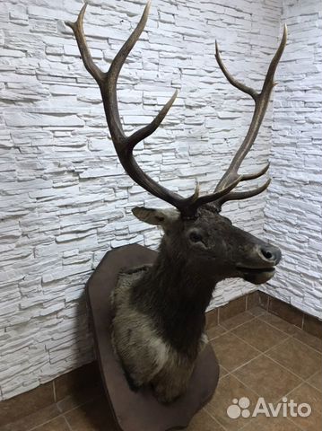 Чучело головы оленя
