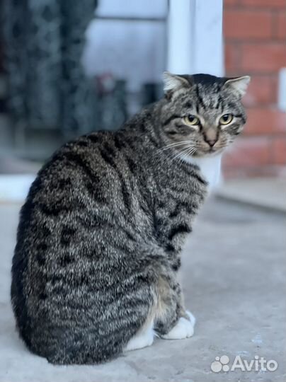 Серая кошка