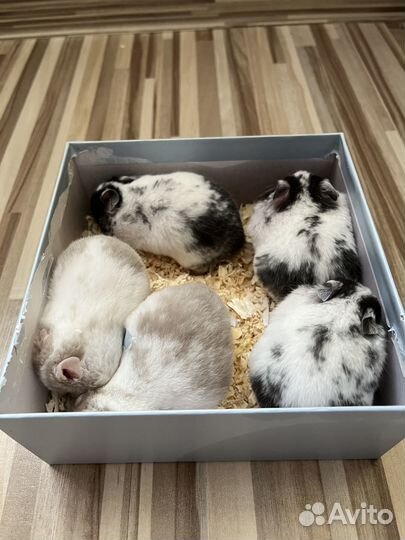 Сирийские хомячки