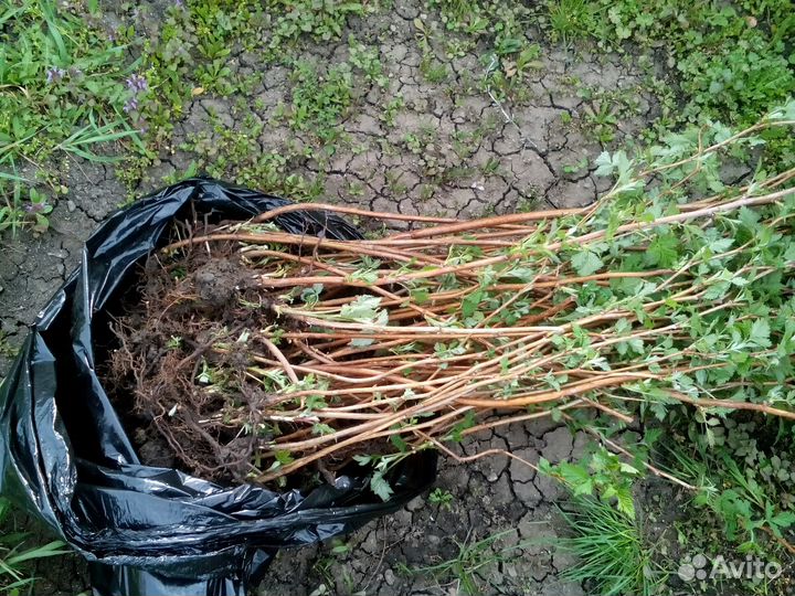 Малина красная ремонтантная