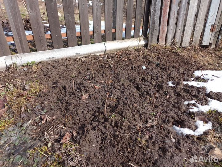 Каштан конский