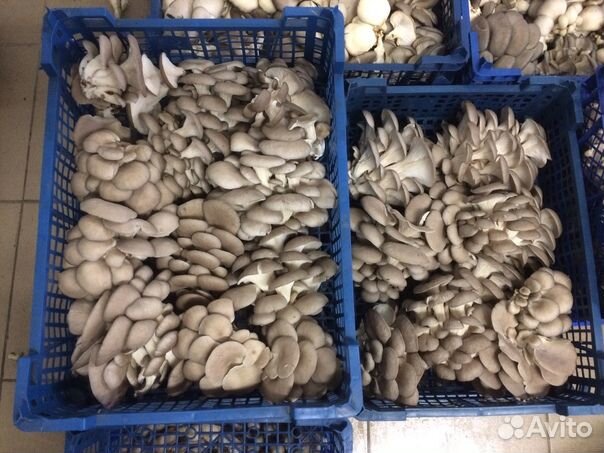 Грибы Вешенка (свежие)