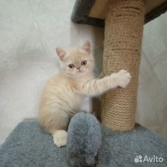 Котёнок породы Экзот