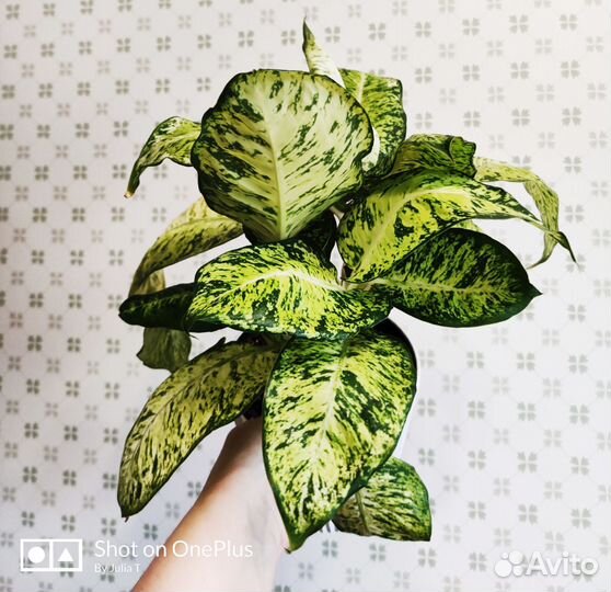 Диффенбахии