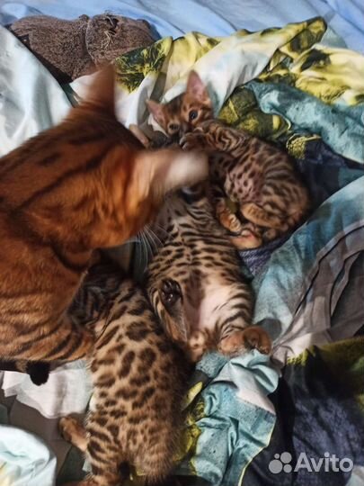 Бенгальские котята