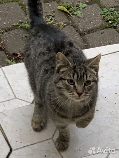 Котята в добрые руки даром