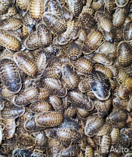 Кормовые насекомые. Сверчки, тараканы, зофобас