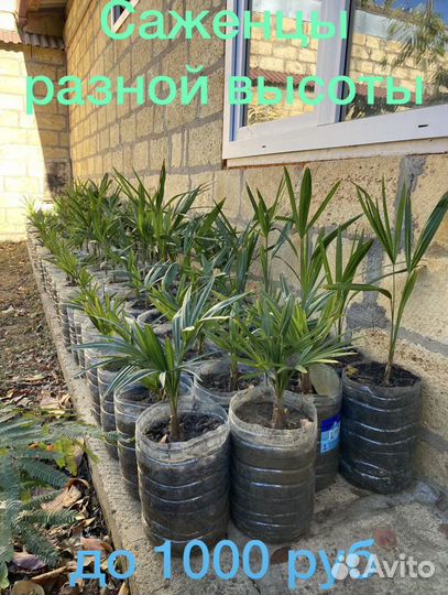 Пальмы, саженцы, семена Трахикарпус Форчуна