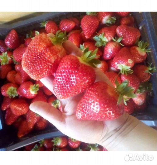 Рассада клубники клери