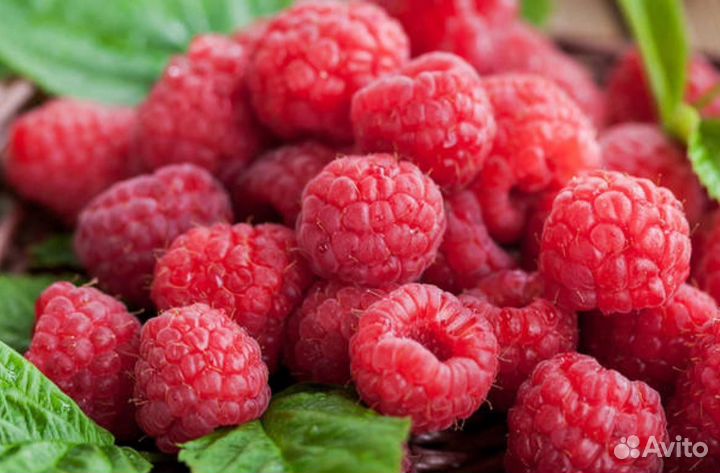 Малина разная саженцы