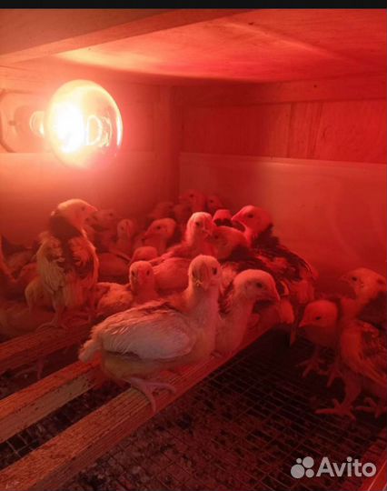 Цыплятки суточные и более взрослые породистые