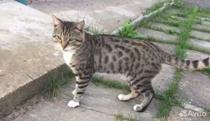 Кот в добрые руки