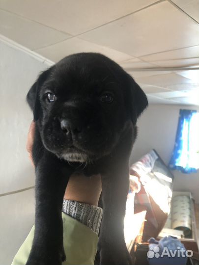 Щенки Кане Корсо