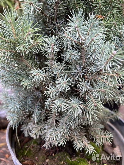 Ель канадская Коника Блю