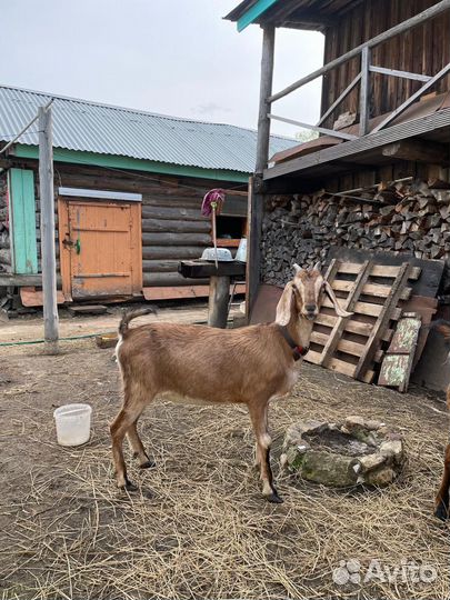 Продажа коз