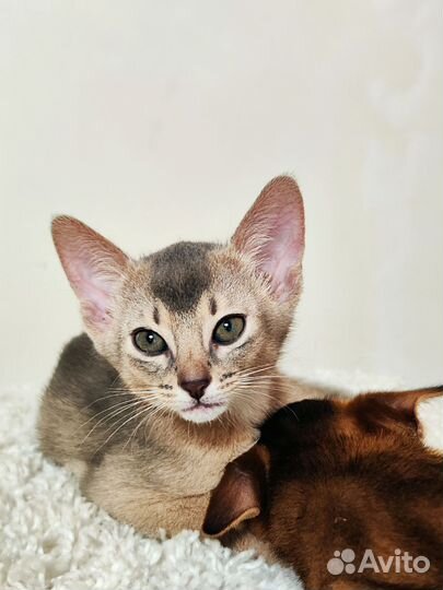 Elegant PET