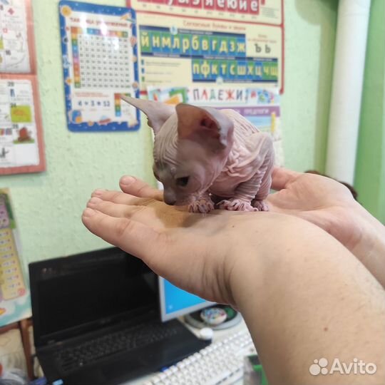 Донской сфинкс котенок