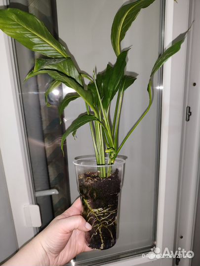 Спатифиллум