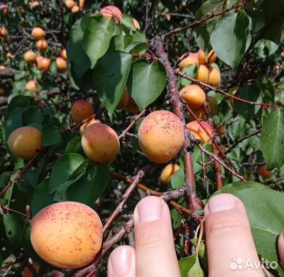 Абрикосы