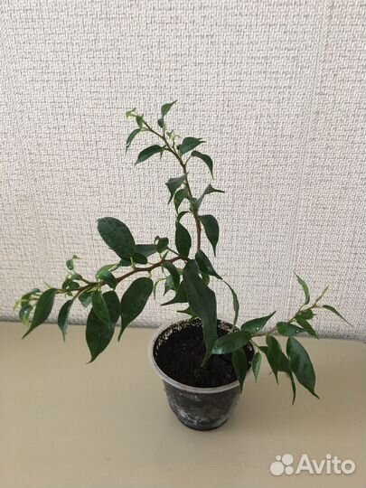 Фикус Наташа