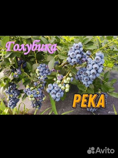 Саженцы ягодных культур