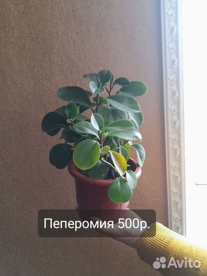 Комнатные цветы