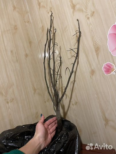 Инжир долмацкий саженцы