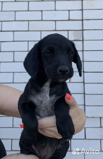 Щенки лабрадора