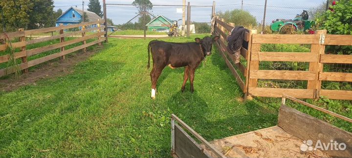 Телочка 3 месяца