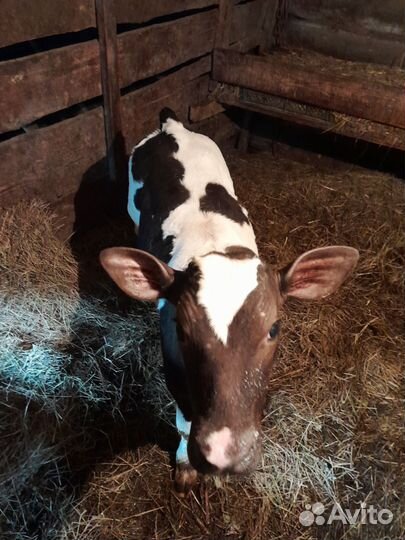 Телята бычки