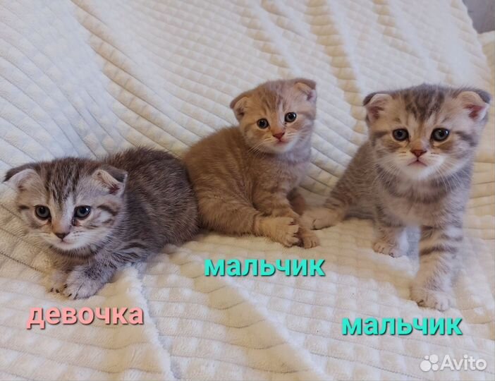 Шотландские котята