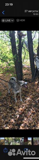 Отдам бесплатно в добрые руки