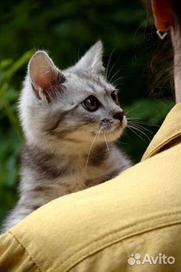 Котенок в добрые руки