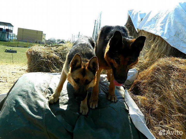Кинолог. Зоопсихолог. Дрессировка и воспитание