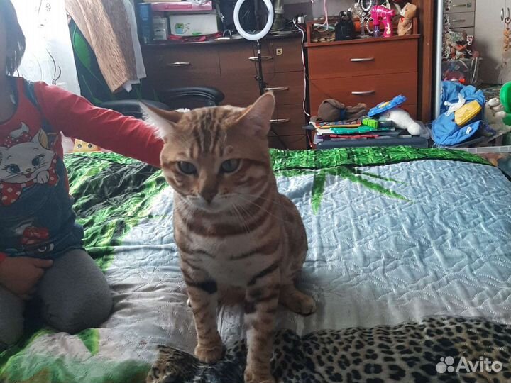 Бенгальский кот вязка
