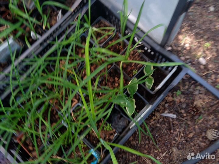 Лилейники, хосты и многолетники в контейнерах