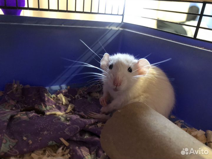 Крыса домашняя