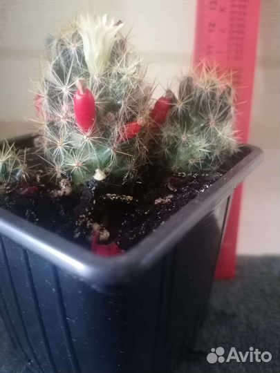 Кактус маммиллярия Израстающая