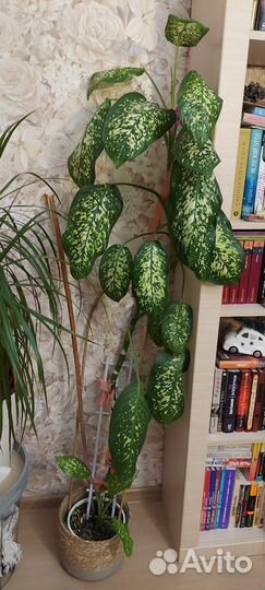 Диффенбахия