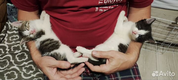 Котята в хорошие руки
