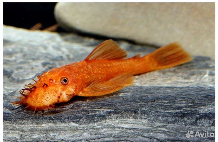 Анциструс супер ред Аквариумные рыбки и растения